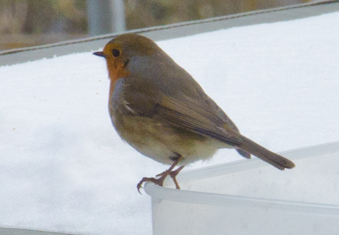 Rouge Gorge