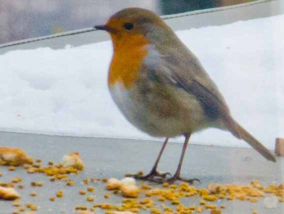 Rouge Gorge