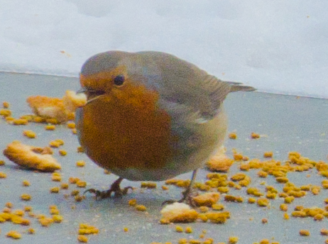 Rouge Gorge