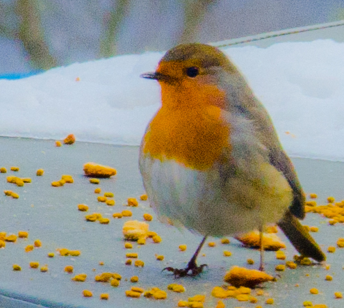 Rouge Gorge